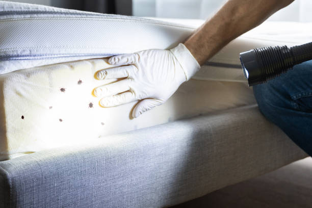 Insect Control in East Valley, NV