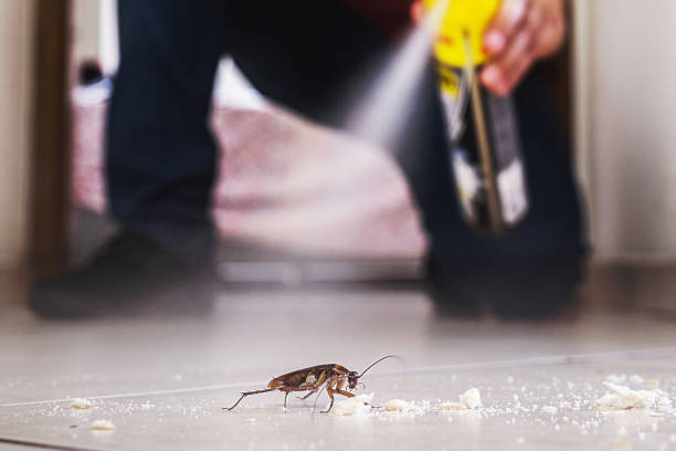 Best Pest Control Near Me  in East Valley, NV