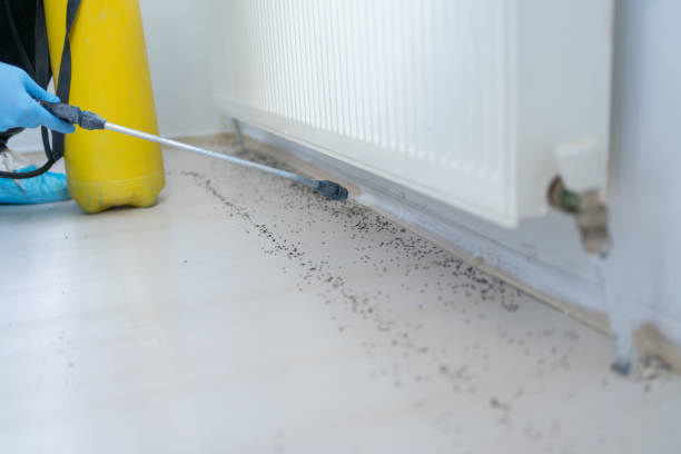 Best Best Pest Control Companies  in East Valley, NV